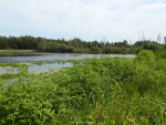 Zunasche heide